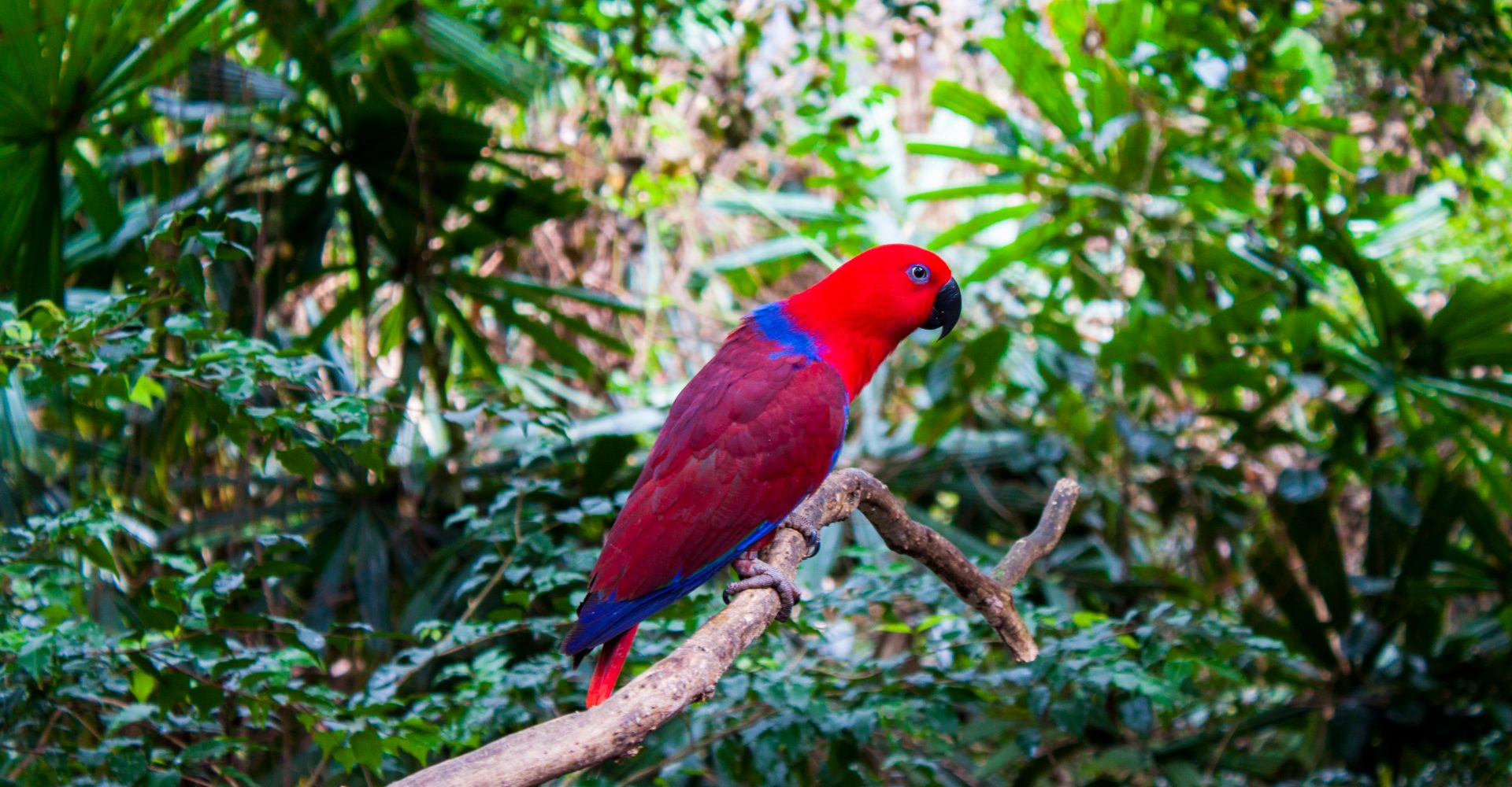 Perroquet dans la forêt pluviale de Daintree, Queensland, Australie