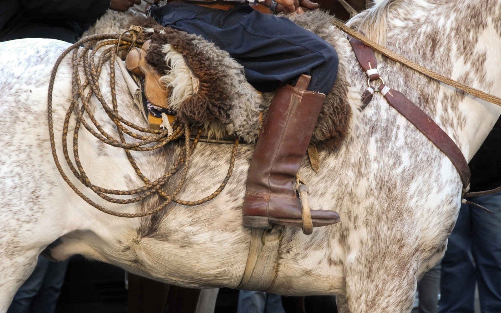 Cheval, Gaucho, Argentine
