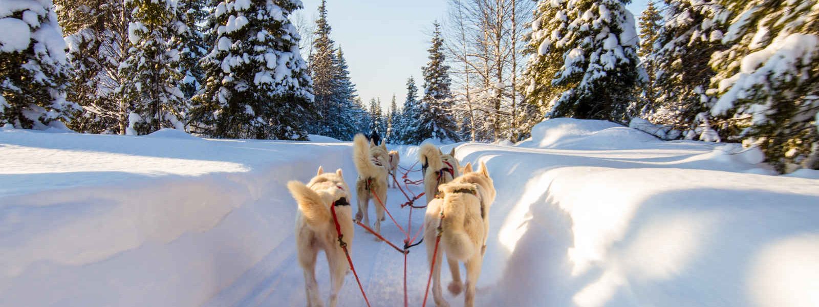 Traineau à chien, Canada