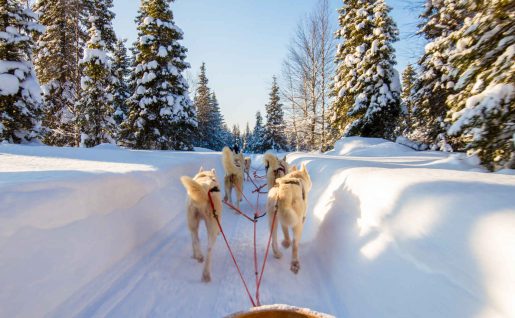 Traineau à chien, Canada
